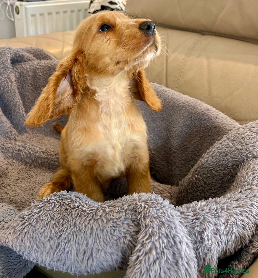 Cocker Spaniel dogs for sale: Reduced last 2 ‼️ £950 Kc reg show cocker puppies  - Image 12