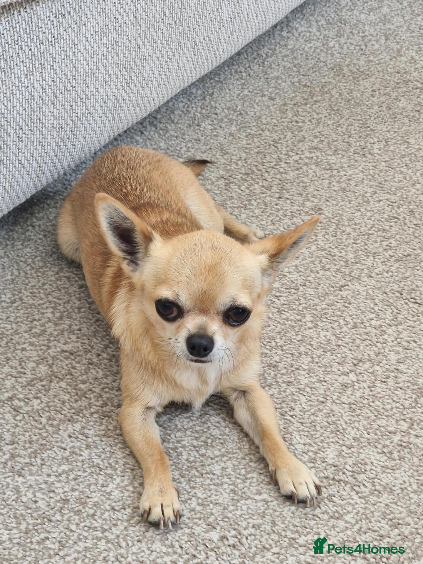 Chihuahua dogs 6 year old chihuahua - Advert 3