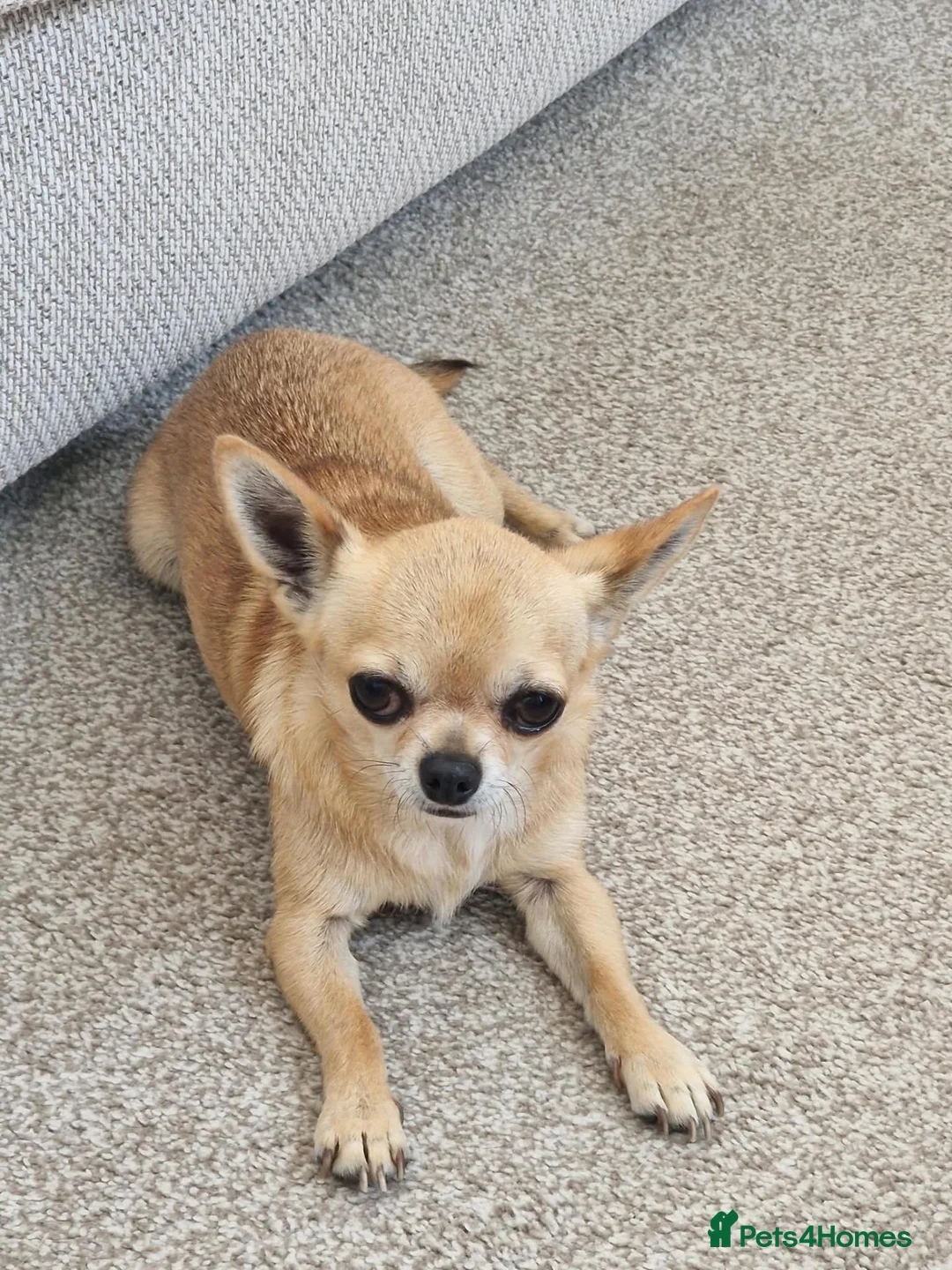 Chihuahua dogs for sale: 6 year old chihuahua in Leicester - Advert 1