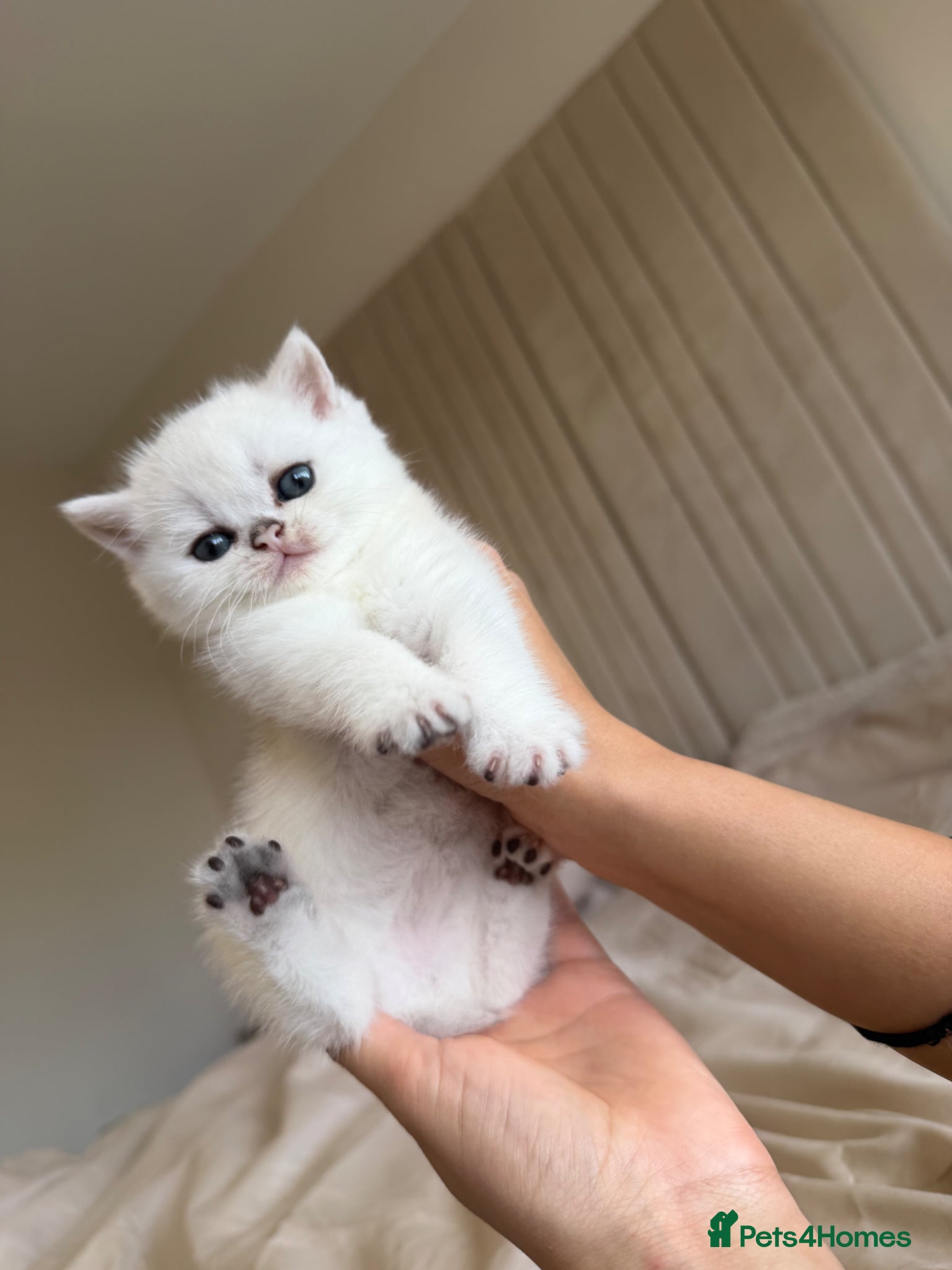 British Shorthair cats for sale: British shorthair kittens  - Advert 1