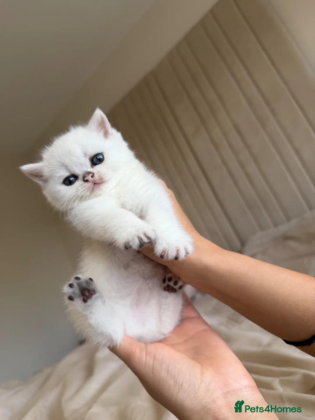 British Shorthair cats for sale: British shorthair kittens  in Derby - Advert 1
