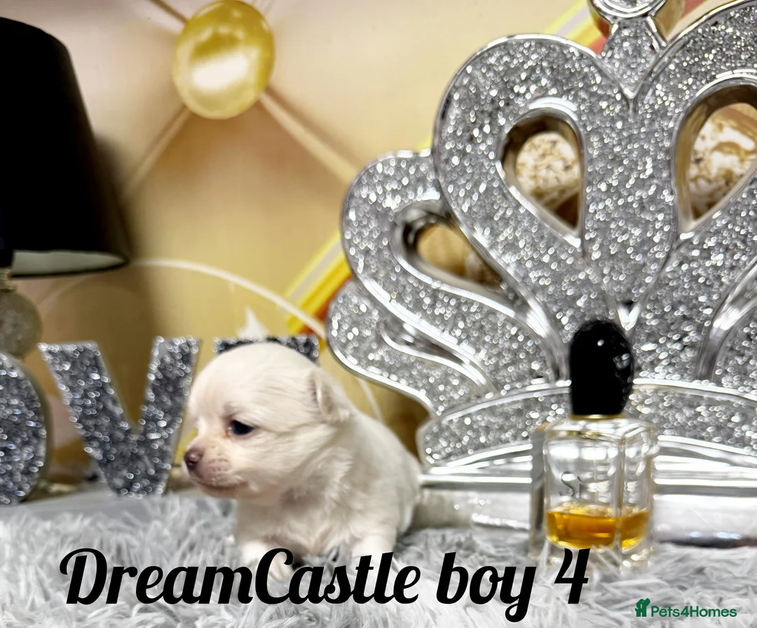 Chihuahua dogs for sale: KC reg Long coat boys available  - Advert 20