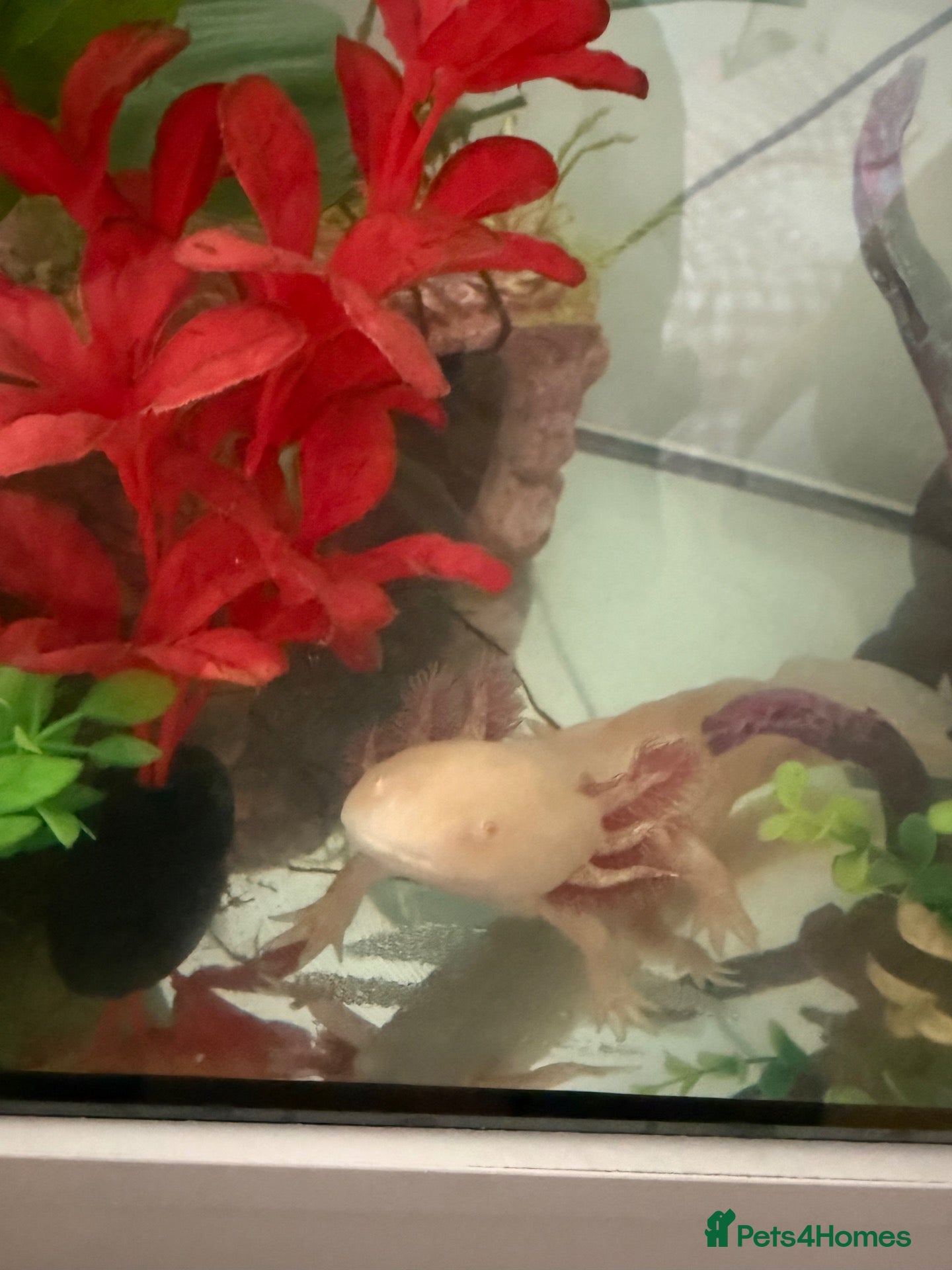 Axolotl reptiles 3 Axolotls (males)  - Advert 1