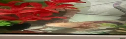 Axolotl reptiles for sale: 3 Axolotls (males)  in Ware - Advert 1