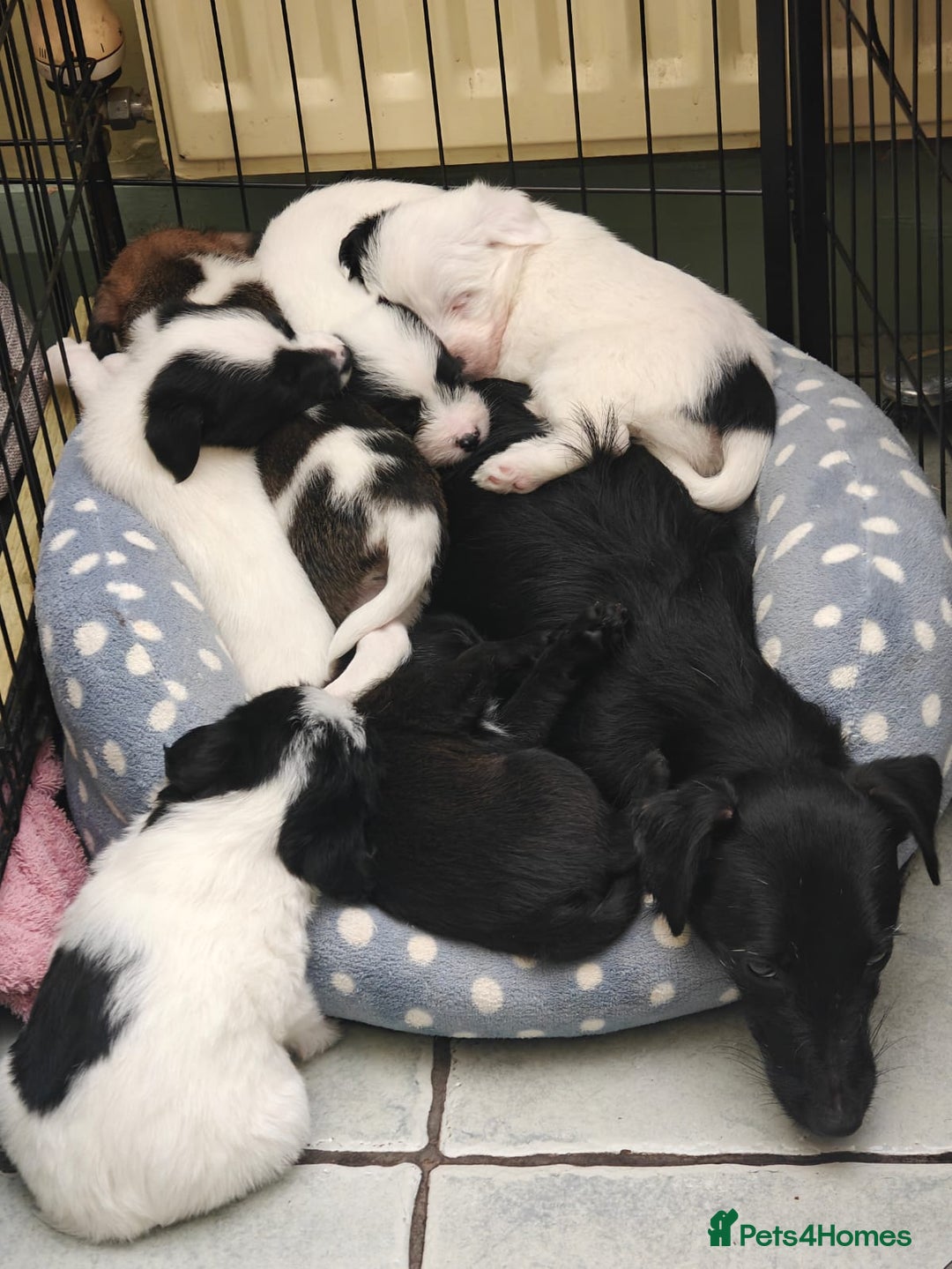 Mixed Breed dogs for sale: Lowchen (non Shedding like Poodle ) x Patterdale  - Advert 1