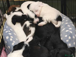 Mixed Breed dogs Lowchen (non Shedding like Poodle ) x Patterdale - Advert 9