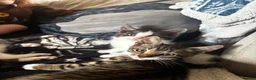 Mixed Breed cats for sale: bengal x kittens - Advert 9