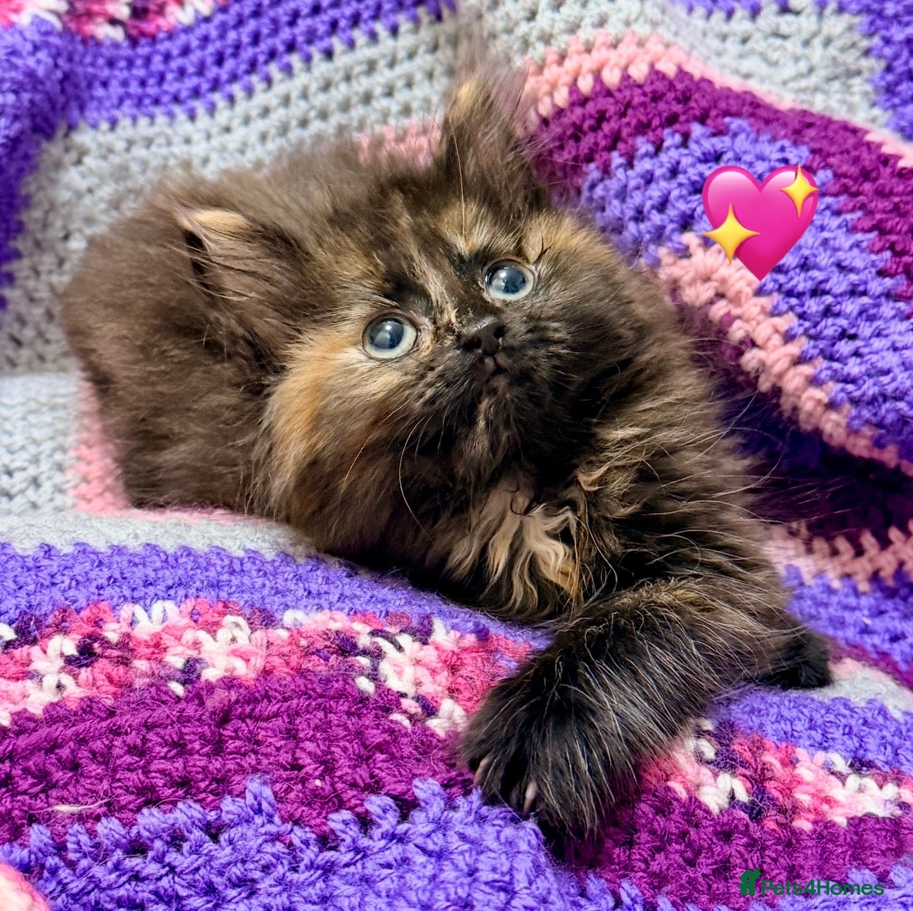 Maine Coon cats 💖 MAINE COON X RAGDOLL *PARENTS HEALTH TESTED* 💖 - Advert 2