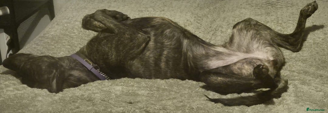 Lurcher dogs for sale: Adorable Young Lady called Mabel - Advert 5