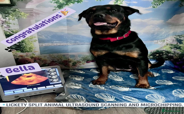 Rottweiler dogs - Advert 1