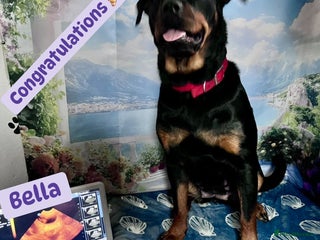 Rottweiler dogs Rottweiler puppies - Advert 18