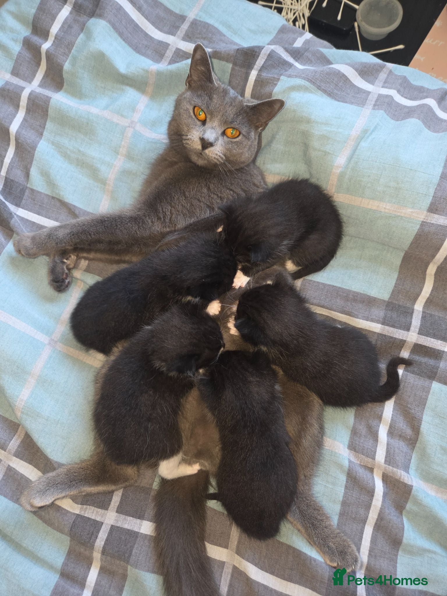 Mixed Breed cats BUTTER FOR SALE - Advert 1