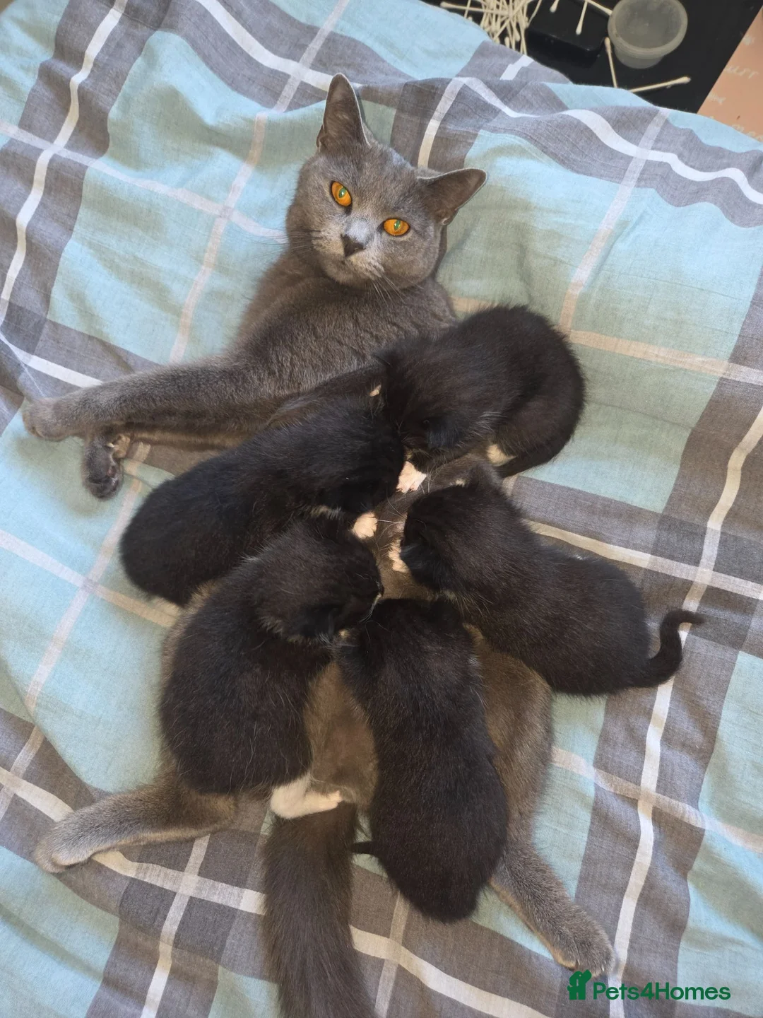 Mixed Breed cats for sale: BUTTER FOR SALE in Thatcham - Advert 1