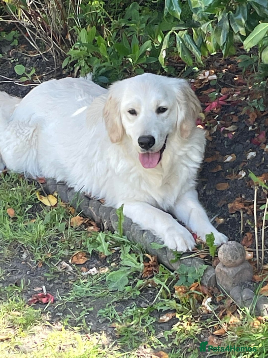 Golden Retriever dogs for sale: Top Class KC registered Golden Retrievers  - Advert 21