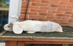Angora rabbits for sale: Rabbits for adoption - Urgent - Image 11