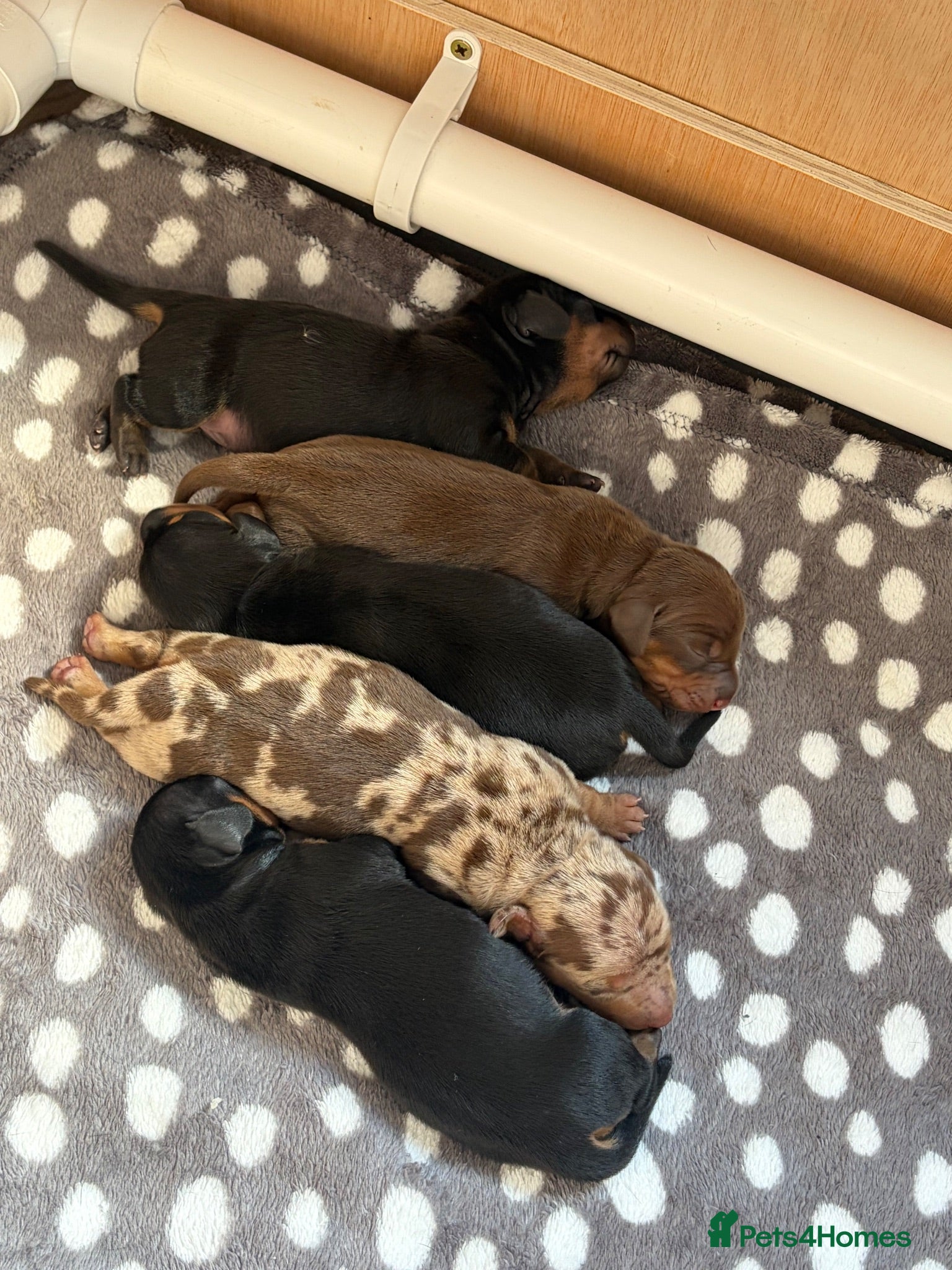 Miniature Dachshund dogs Beautiful miniature dachshund puppies  - Advert 2