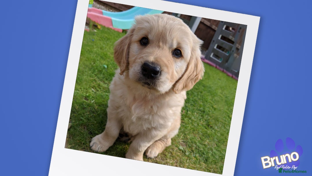 Golden Retriever dogs for stud: KCReg Well Proven Golden Stud, Health & DNA Tested in Wilmslow - Image 19