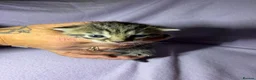 Mixed Breed cats for sale: 4 kittens for sale  in Loughborough - Advert 9