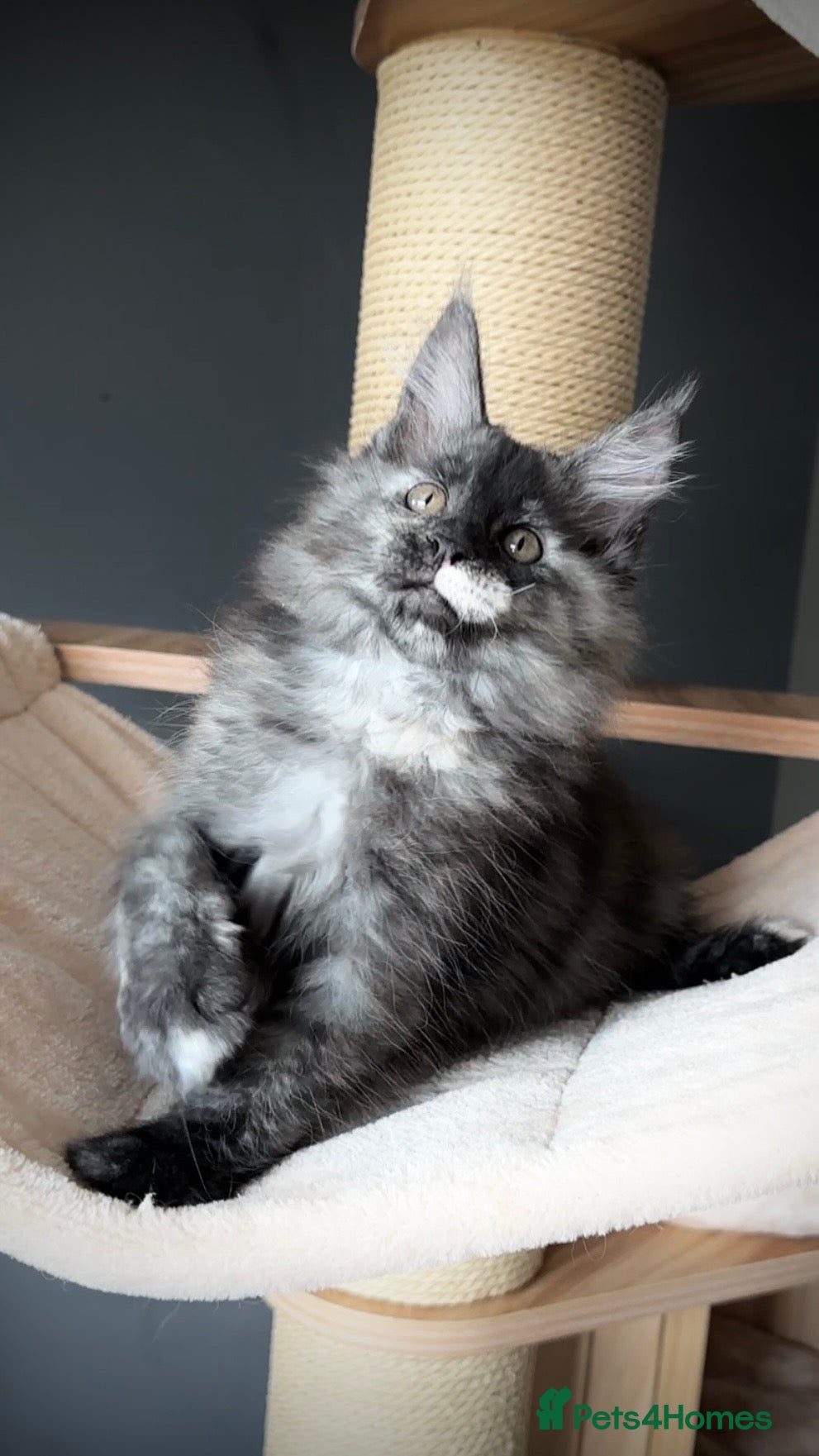 Maine Coon cats Maine Coon Kittens.. GCCF Reg and Health Tested.  - Advert 1