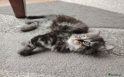 Norwegian Forest Cat cats for sale: Norwegian Forest kittens  - Image 3