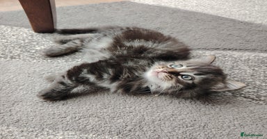 Norwegian Forest Cat cats - Advert 5