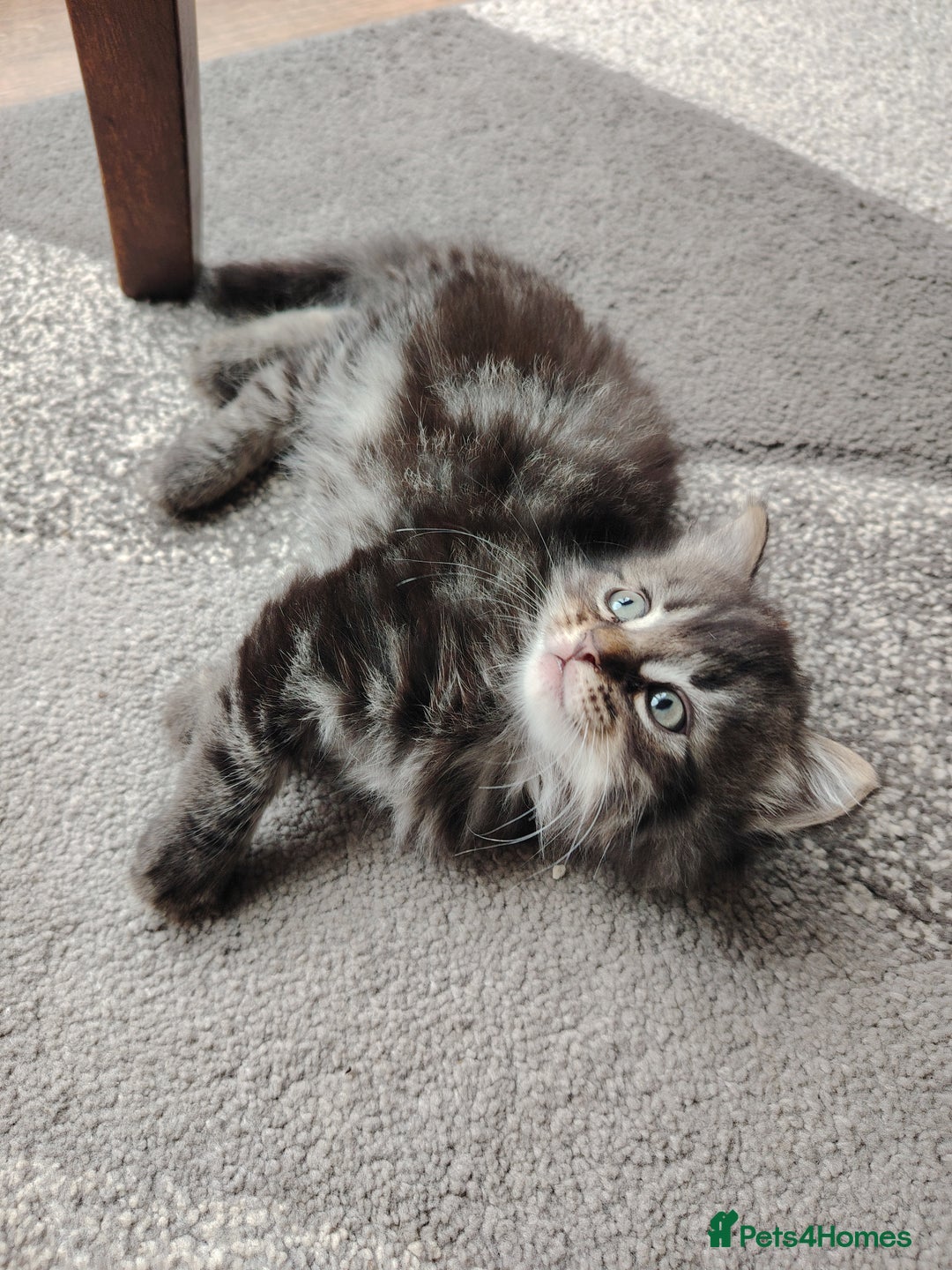 Norwegian Forest Cat cats for sale: Norwegian Forest kittens  - Image 3