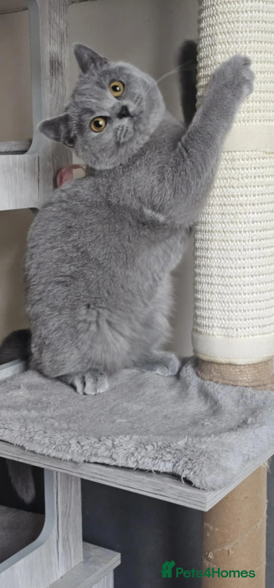 British Shorthair cats for sale: British Shorthair GCCF - Advert 5