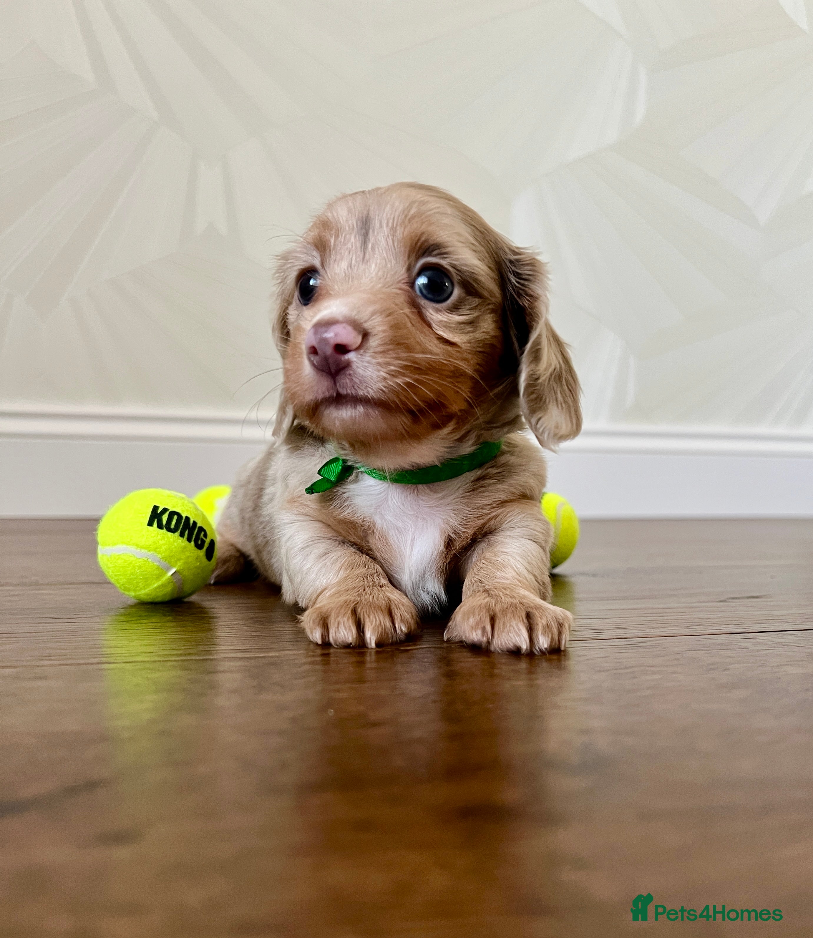 Miniature Dachshund dogs Long haired Miniature dachshund puppies KC REG - Advert 14