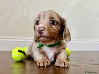 Miniature Dachshund dogs Long haired Miniature dachshund puppies KC REG - Advert 14