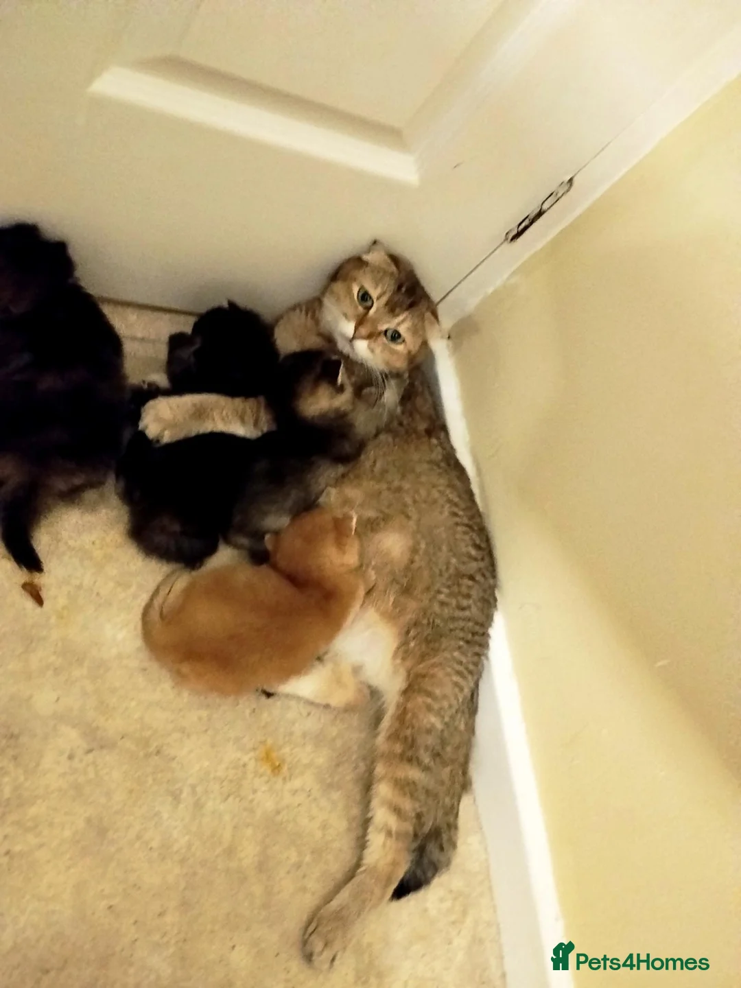 Scottish Fold cats for sale: Beautiful Scottish fold kittens  - Advert 2