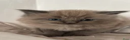 Ragdoll cats for sale: Ragdoll x mink tonkinese kittens  - Advert 24