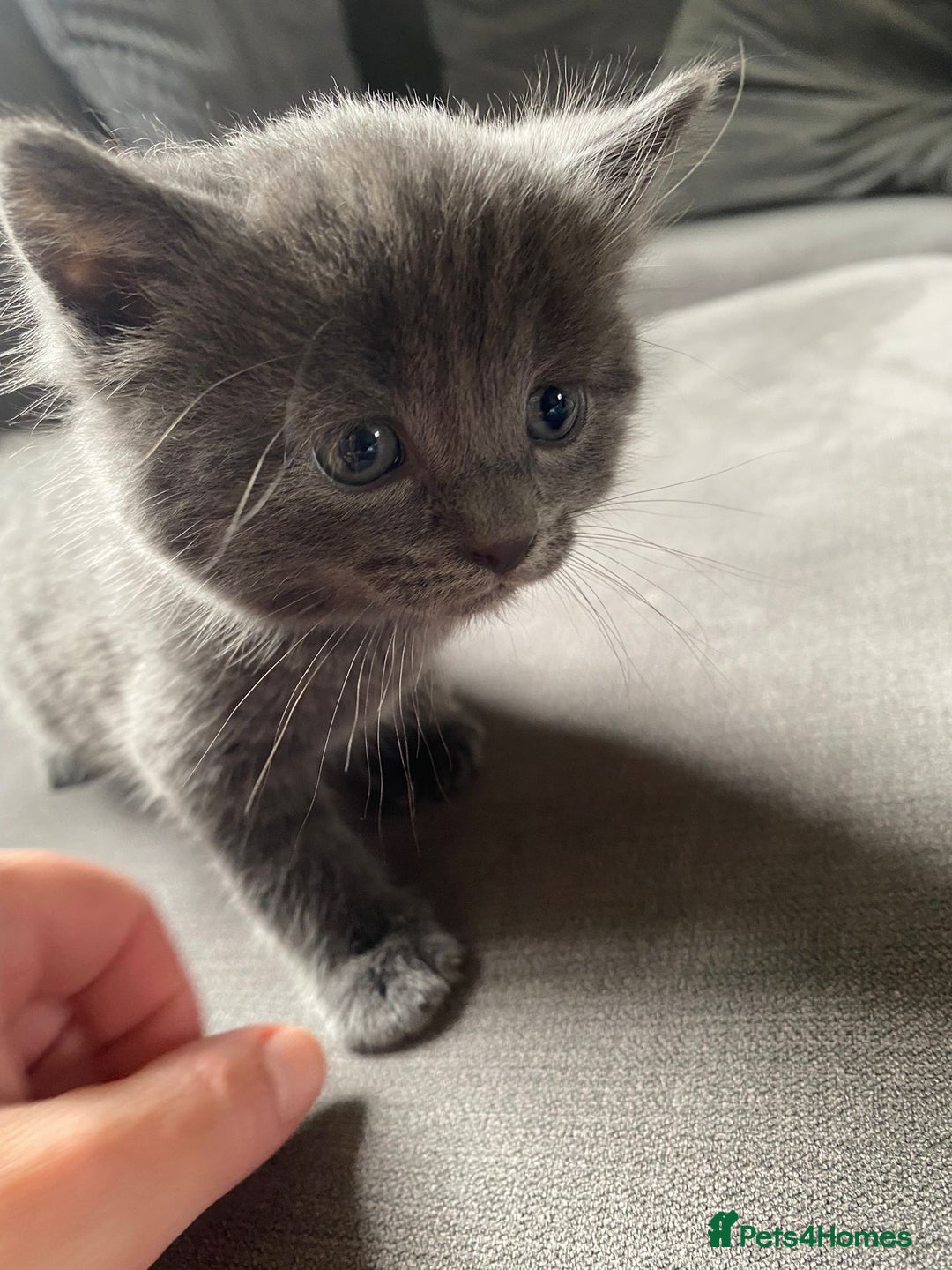 Mixed Breed cats for sale: Stunning kittens  - Image 4