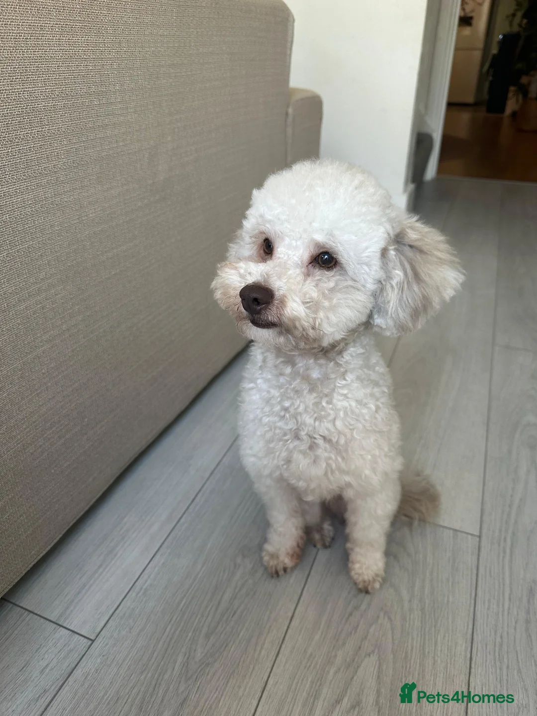 Miniature Poodle dogs for sale: Rehome our family pet poodle in Sevenoaks - Advert 3