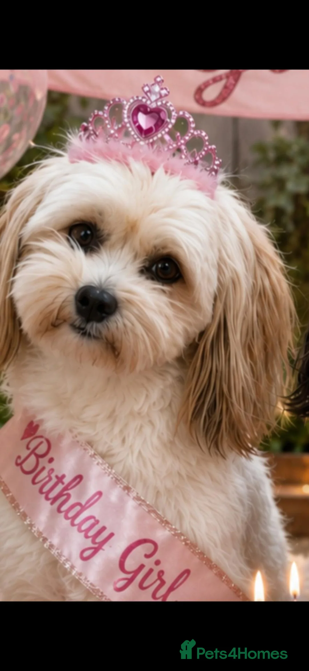 Mixed Breed dogs for sale: LOVELY KYI-LEO GIRL(Lhasa Apso/Maltese) CAN GO NOW - Advert 2