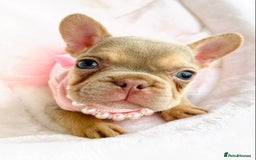 French Bulldog dogs for sale: NEWSHADE ISABELLA MALE FRENCH BULLDOGS - Image 10