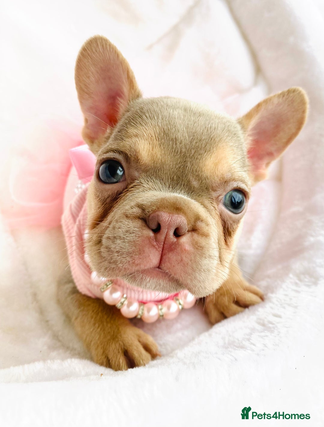 French Bulldog dogs for sale: NEWSHADE ISABELLA MALE FRENCH BULLDOGS - Image 10
