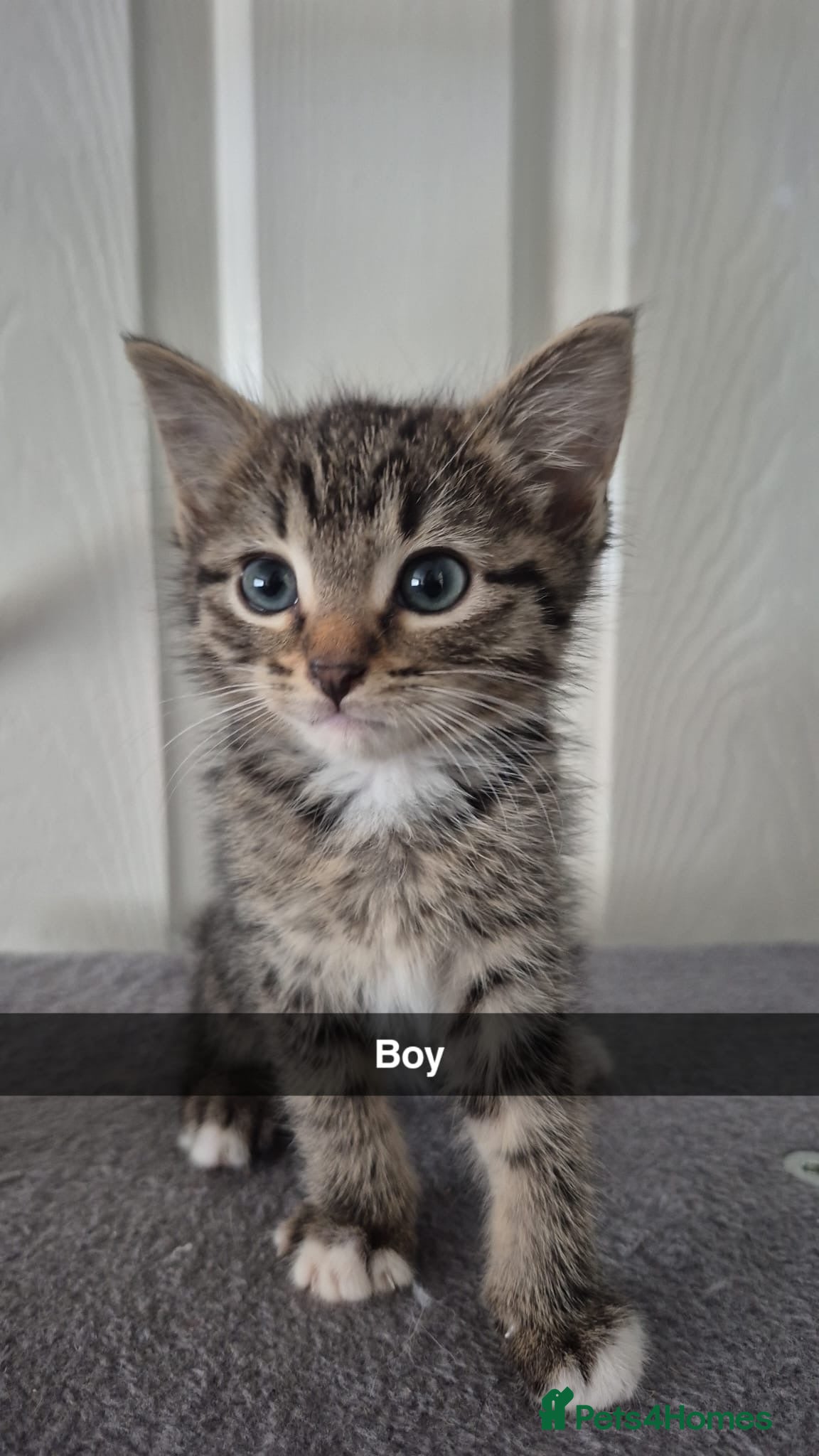 Mixed Breed cats 5 kittens- £50 each - Advert 1