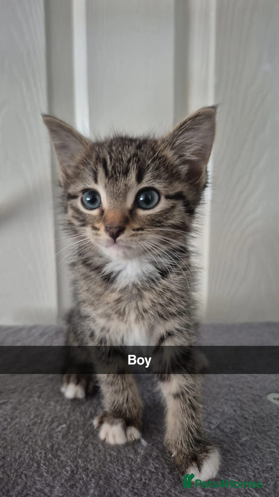 Mixed Breed cats for sale: 5 kittens- £50 each in Birmingham - Advert 1