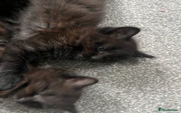 British Longhair cats for sale: 3 chocolate brown boys ready to leave  - Image 7
