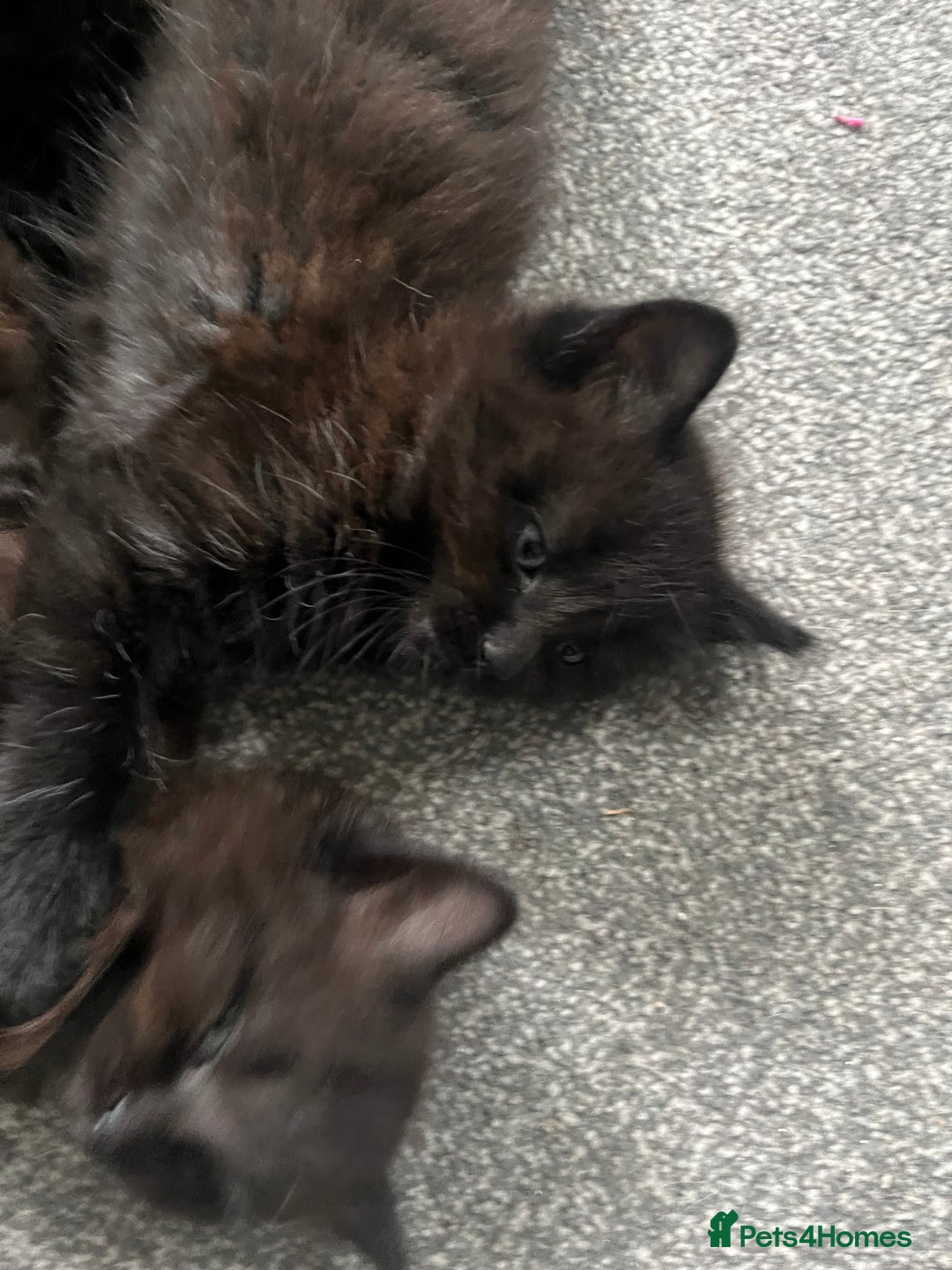 British Longhair cats for sale: 3 chocolate brown boys ready to leave  - Image 7