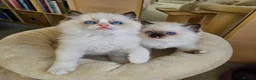 Ragdoll cats for sale: Beautiful Ragdoll kittens - Advert 8