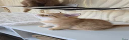 Scottish Fold cats for sale: READY NOW RARE INSTAGRAM KITTENS  - Advert 4
