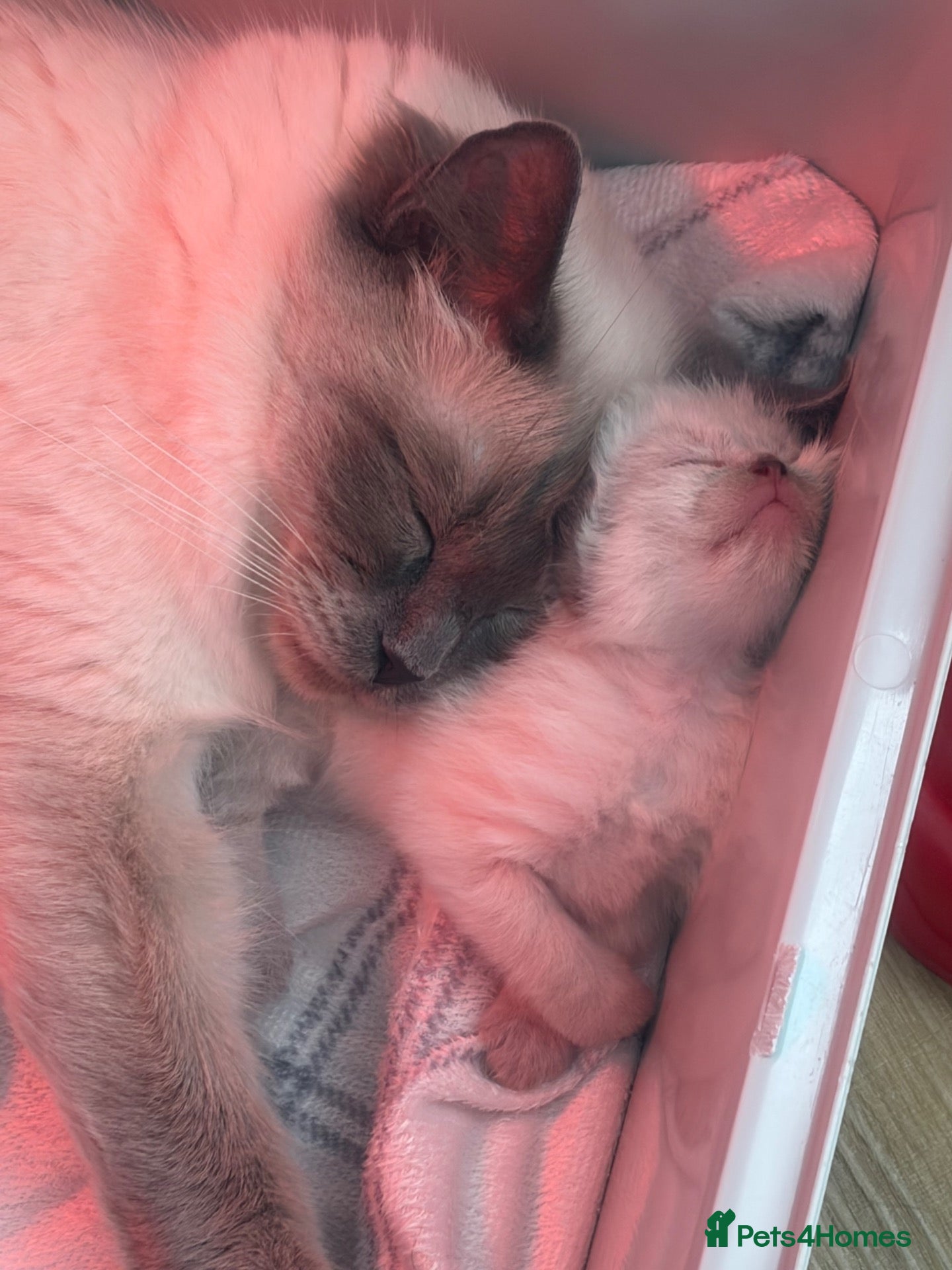 Ragdoll cats **x2 Male Ragdoll Kittens** - Advert 2