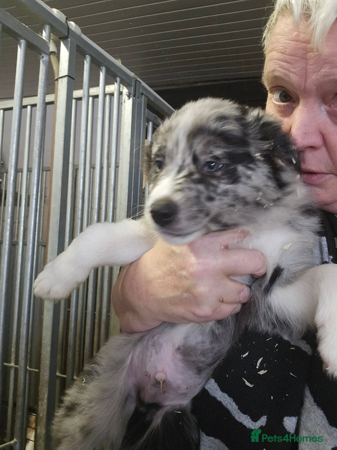 Border Collie dogs for sale: Red white border collie puppies - Advert 4