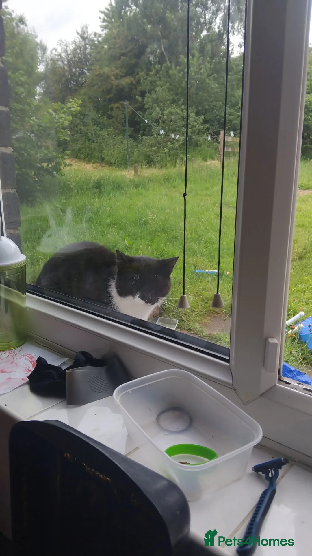 British Shorthair cats for sale: Beautiful girl for sale in Sheffield - Advert 5