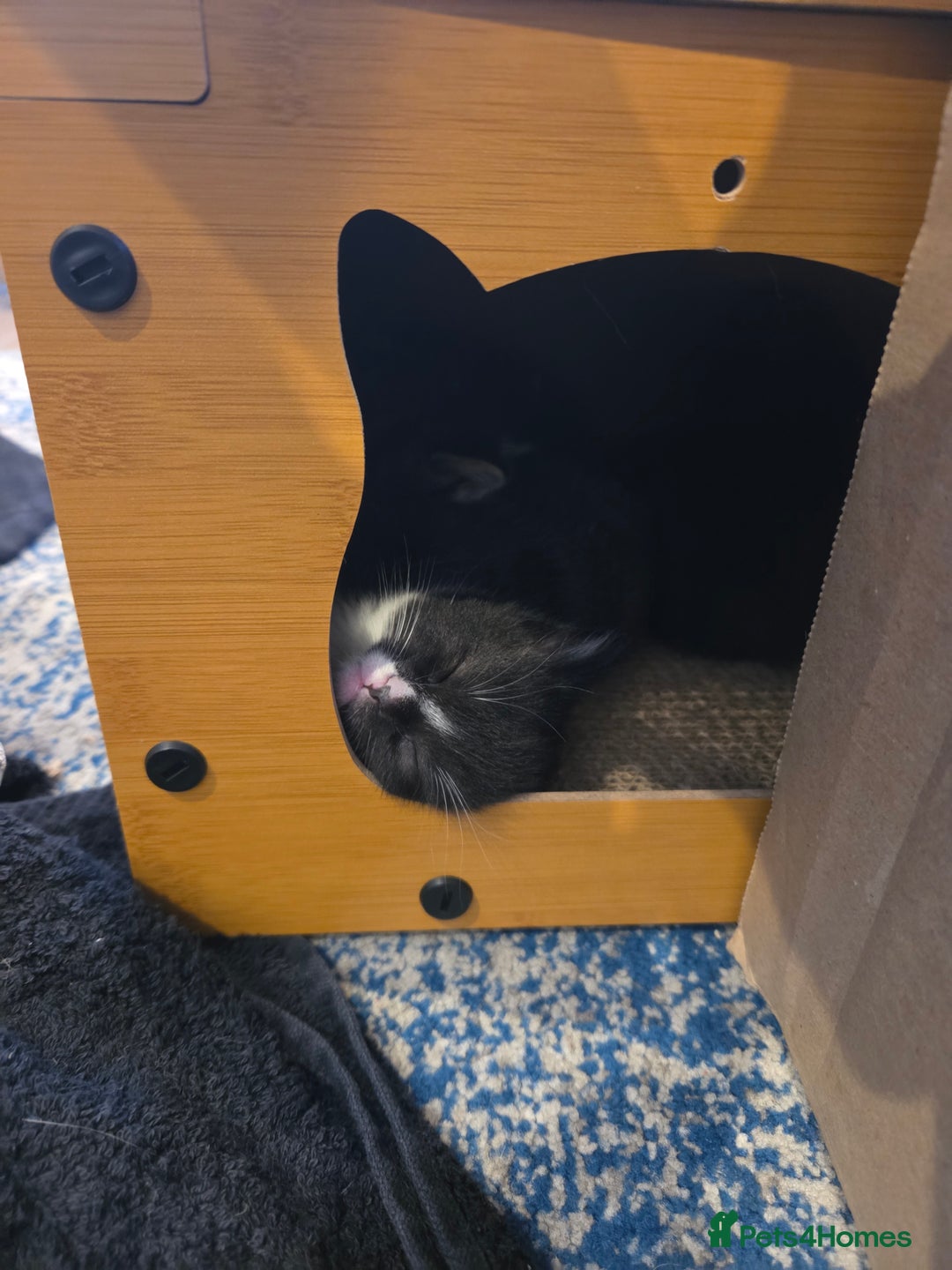 Mixed Breed cats for sale: Male Kitten  - Advert 5