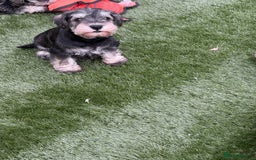 Miniature Schnauzer dogs for sale: Stunning litter of Miniature Schnauzer pups - Image 5