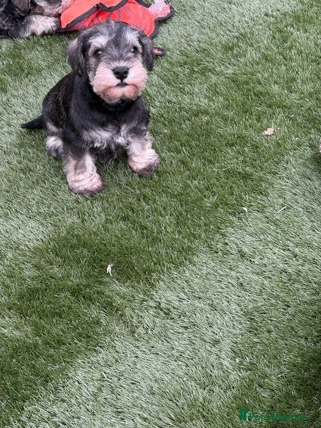 Miniature Schnauzer dogs for sale: Stunning litter of Miniature Schnauzer pups - Image 5