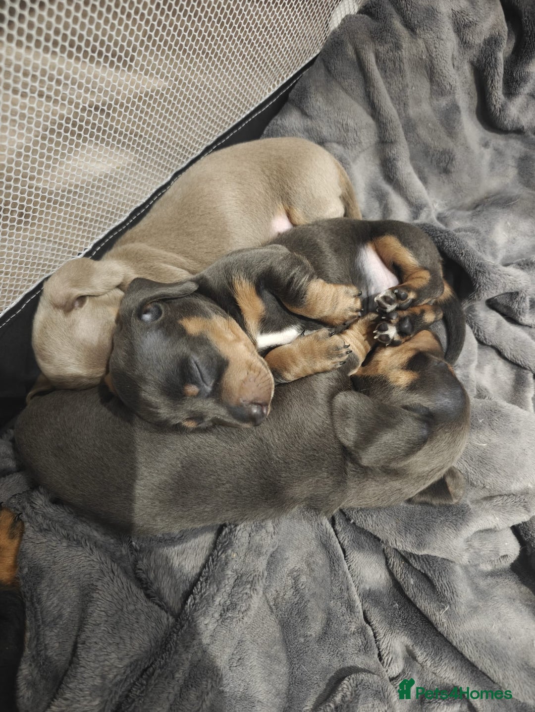 Miniature Dachshund dogs for sale: KC Miniature Shorthaired Dachshund puppy - Advert 1