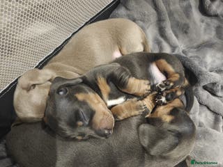 Miniature Dachshund dogs KC Miniature Shorthaired Dachshund puppy - Advert 1